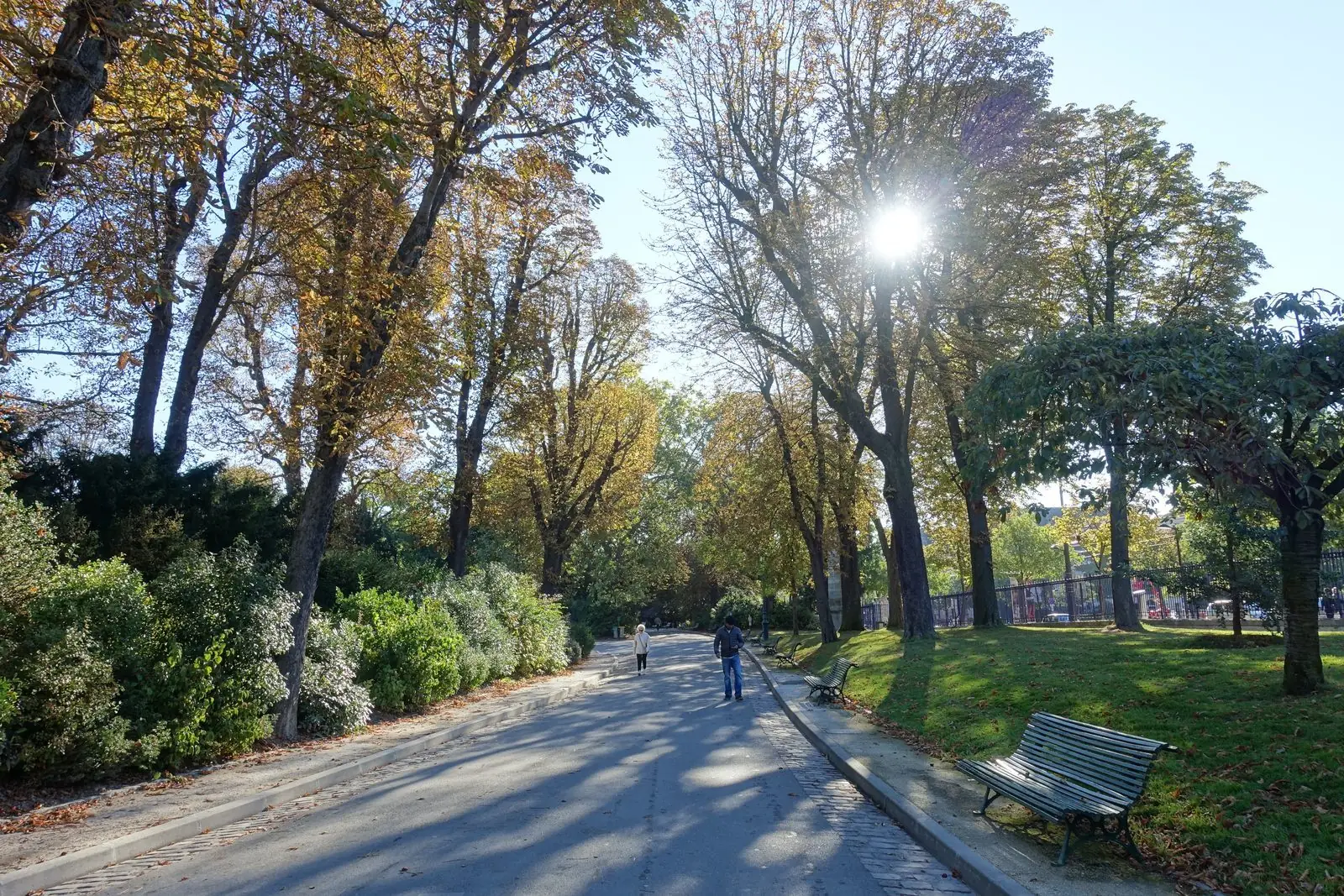 Une allée bordée d'arbres du parc Montsouris