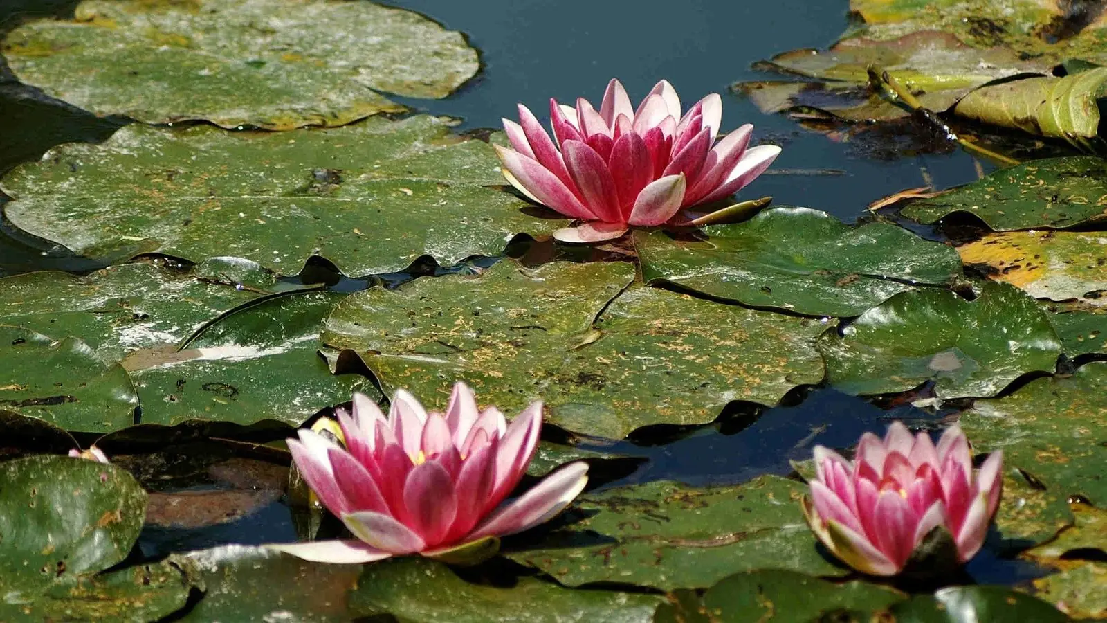 Nymphéas sur le bassin du jardin de Monet à Giverny