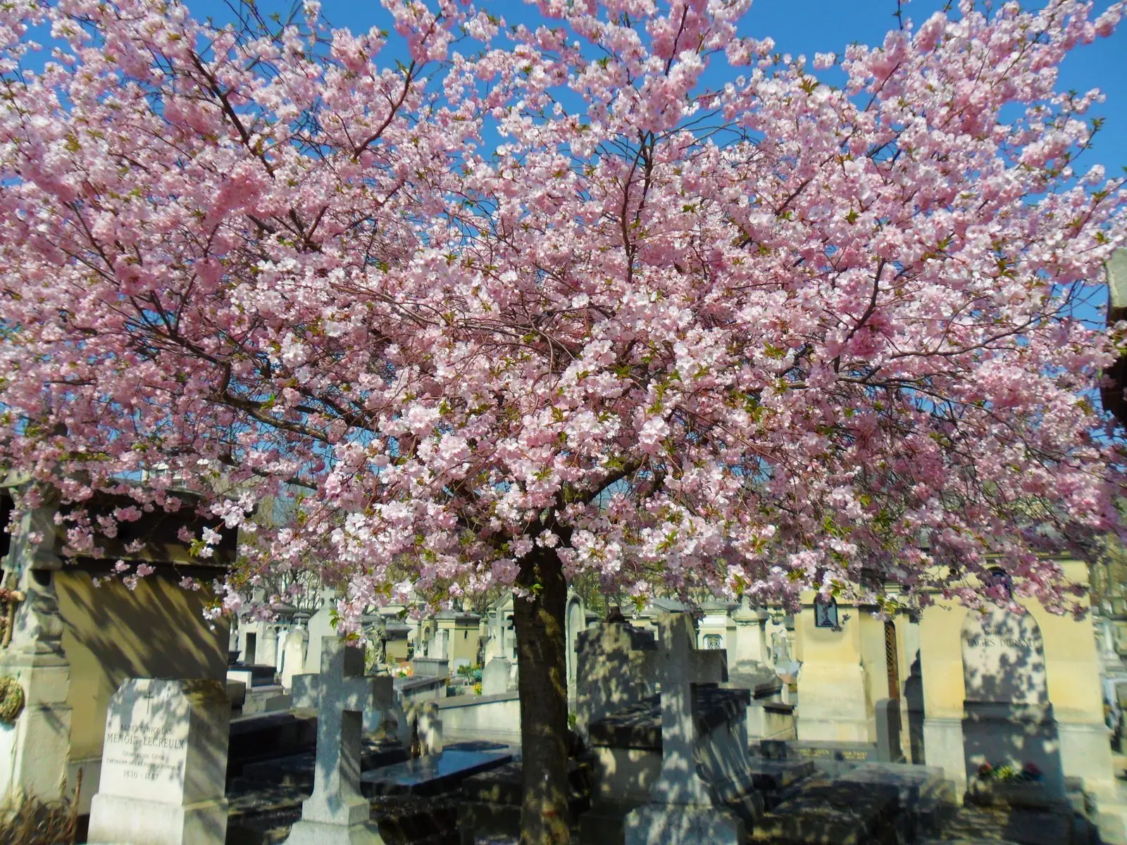 Un cerisier en fleurs dans le cimetière du Montparnasse