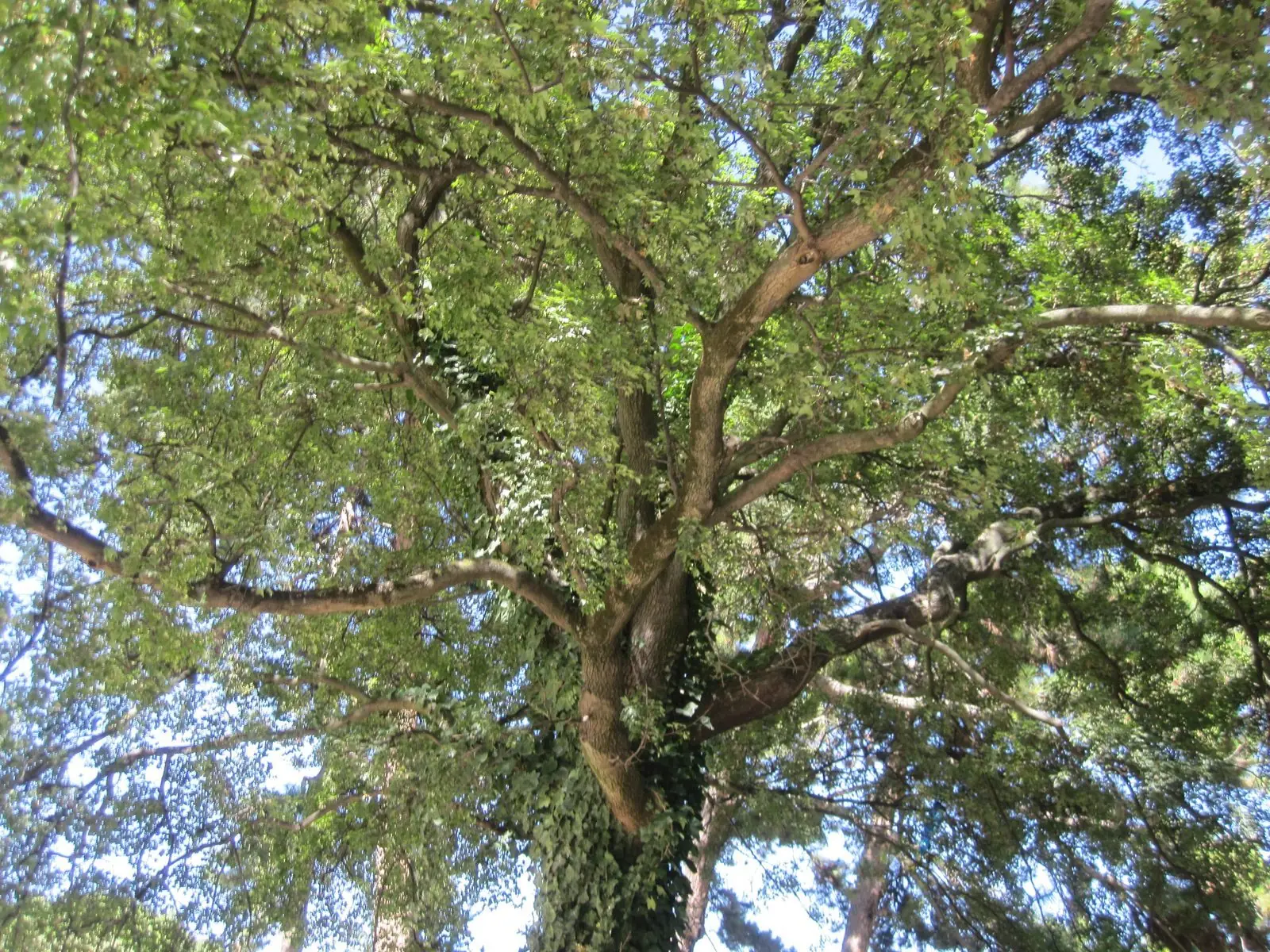 La Cité des Fleurs et ses maisons fleuries, aux Batignolles